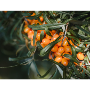 だいじょうぶなもの　北欧産プレミアム シーベリージュース 500mL